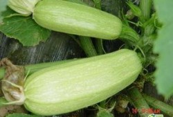 无锡最新吃瓜事件网红叫什么,揭秘网络红人的真实面目”