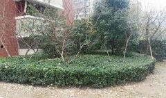 南通景河苑最新爆料,揭秘神秘项目背后的真相