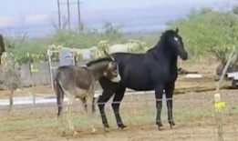 马老帅爆料搞笑视频