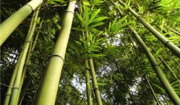 唐竹最新爆料,揭秘娱乐圈惊人内幕