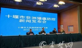 猪瘟最新爆料新闻发布会,新闻发布会揭露关键信息