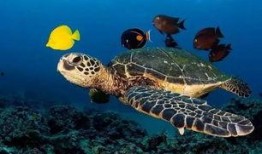 海龟爸爸爆料视频大全,揭秘幕后故事与精彩瞬间