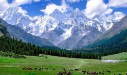 新疆旅游网红爆料视频大全,探寻大美新疆的网红打卡地