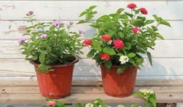 成都高手爆料视频最新,最新爆料视频深度解析