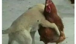 最新爆料鸡哥事件,最新爆料揭露惊人内幕