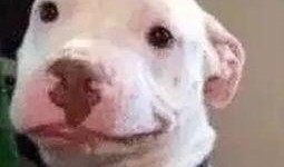 娱乐圈吃瓜蛙,揭秘“吃瓜蛙”背后的八卦真相