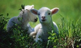 网红小羊吃瓜群微博是真的吗,事实真相大起底